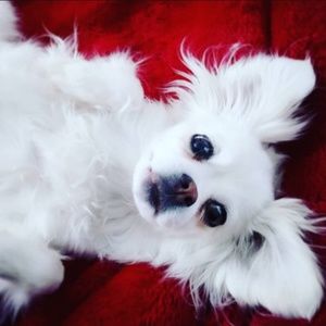 Meet your Posher, Crystal